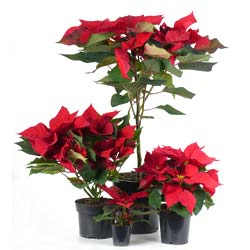 Red Poinsettia, Christmas Flower